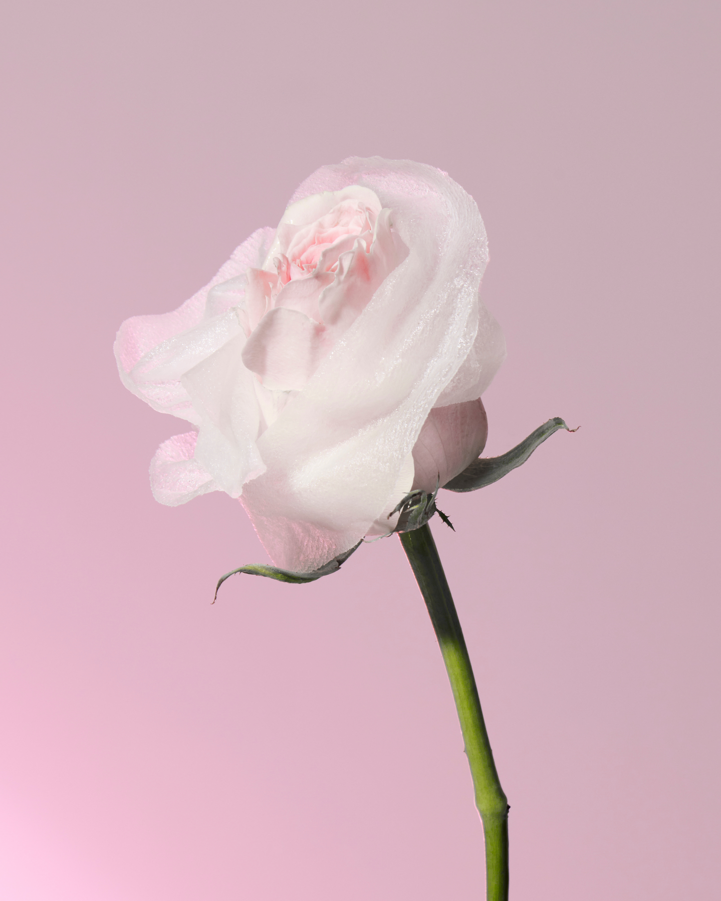Rose Brightening Moisture Mask